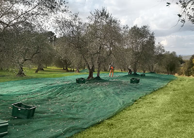 Raccolta olive Scrofiano