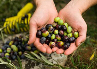 Amiamo le nostre olive